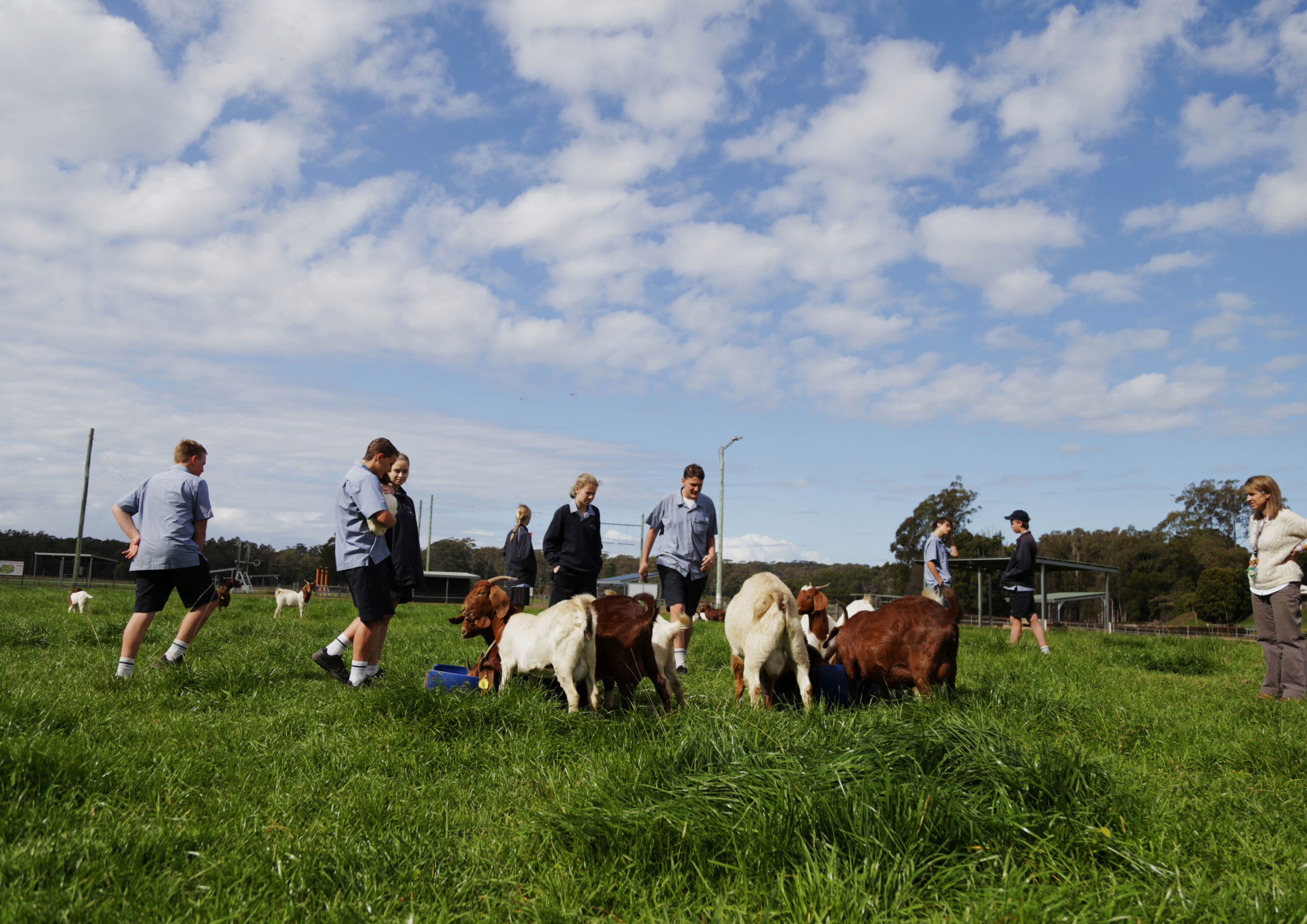 Agriculture at coffs christian community school
