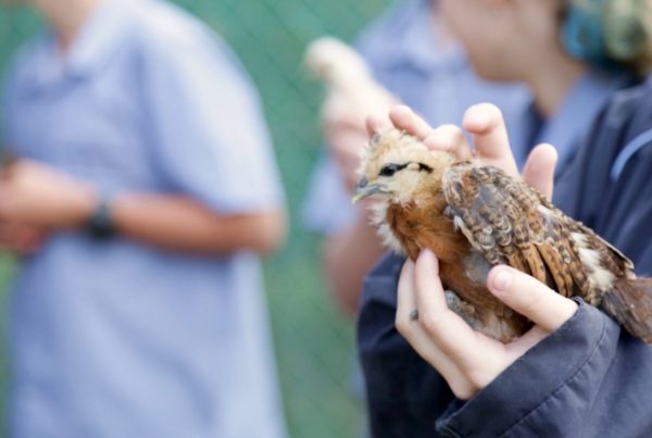 Agriculture at coffs christian community school