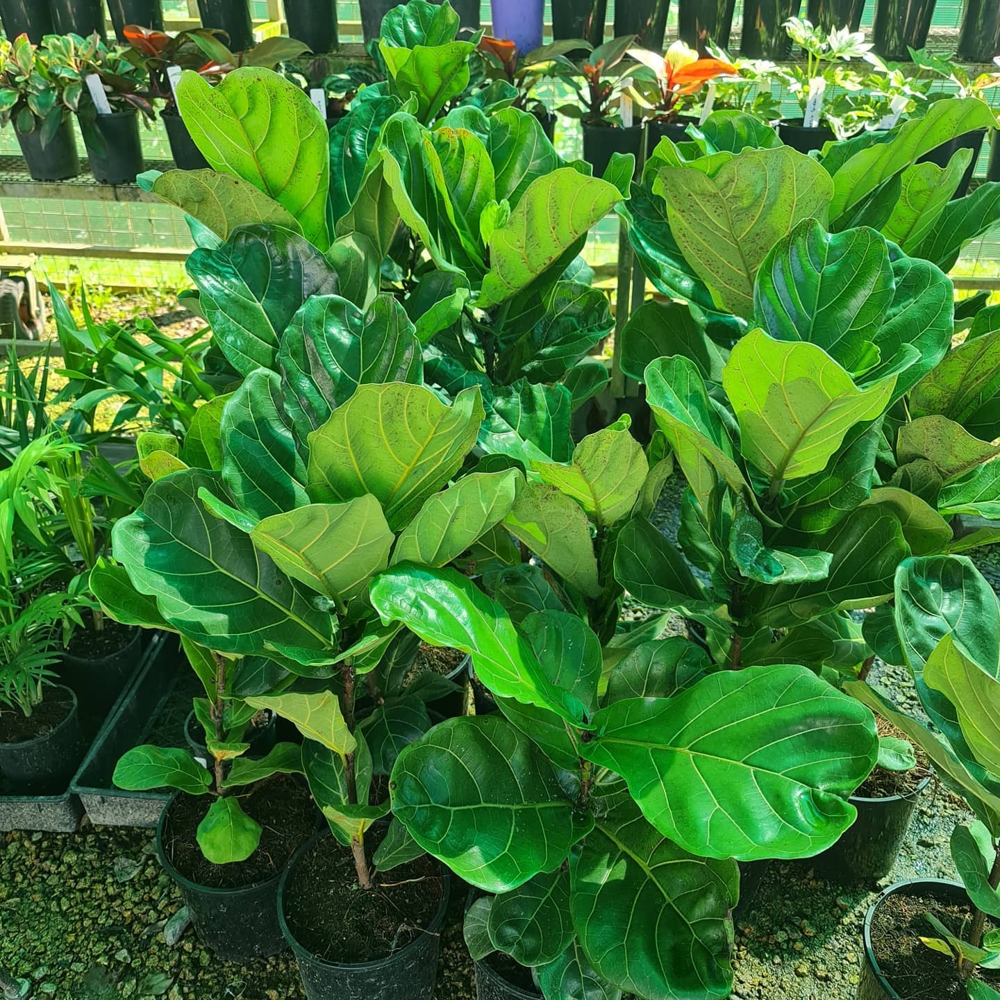 plants for sale bonville