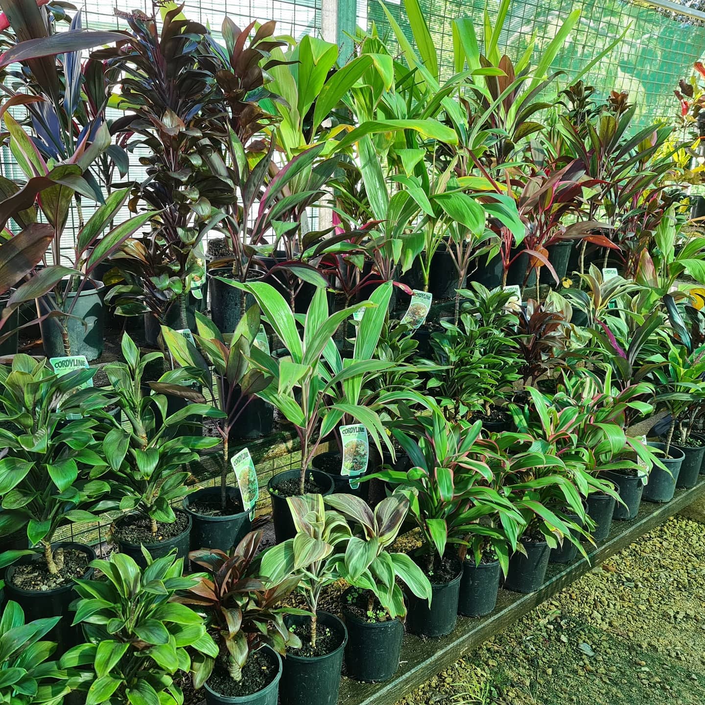 plants for sale bonville