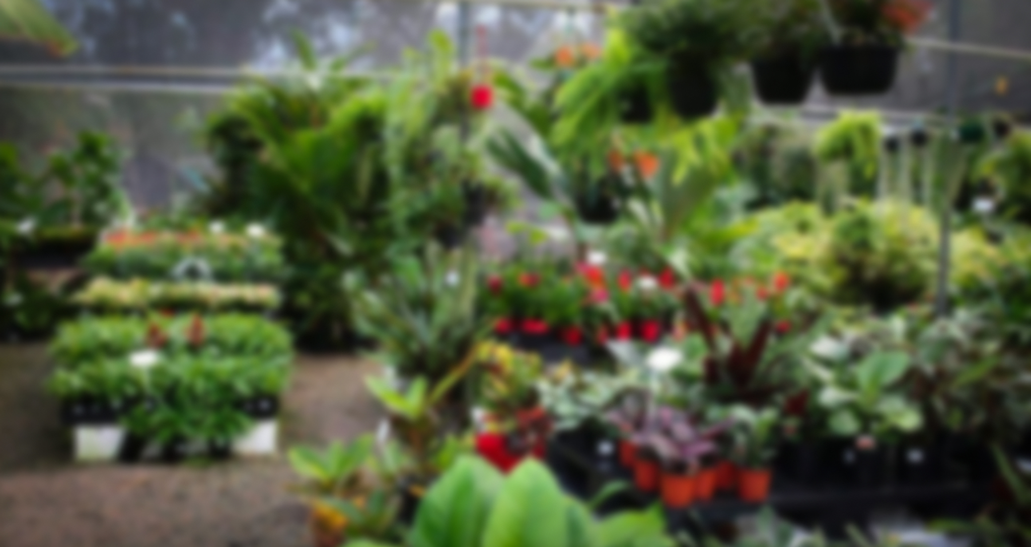 plants for sale bonville